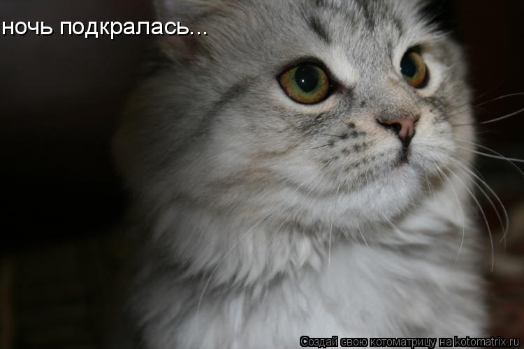 ночь подкралась...... Котоматрица: ночь подкралась...