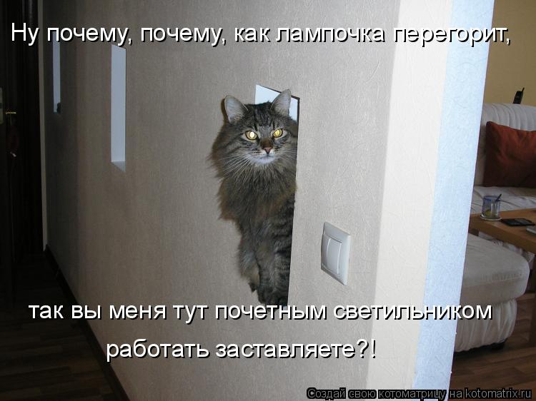 Ну почему, почему, как лампочка перегорит, так вы меня тут почетным светильником работать заставляете... Котоматрица: Ну почему, почему, как лампочка перегорит, так вы меня тут почетным светильником работать заставляете?!