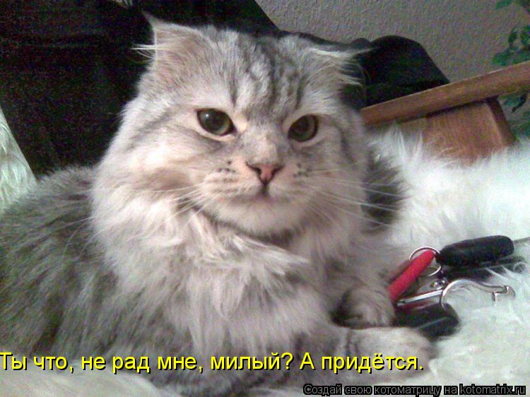 Ты что, не рад мне, милый? А придётся.... Котоматрица: Ты что, не рад мне, милый? А придётся.