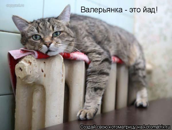 Валерьянка - это йад!... Котоматрица: Валерьянка - это йад!