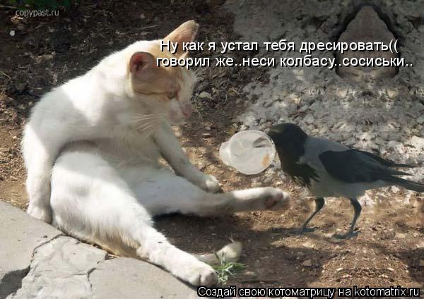 Ну как я устал тебя дресировать(( говорил же..неси колбасу..сосиськи..... Котоматрица: Ну как я устал тебя дресировать(( говорил же..неси колбасу..сосиськи..