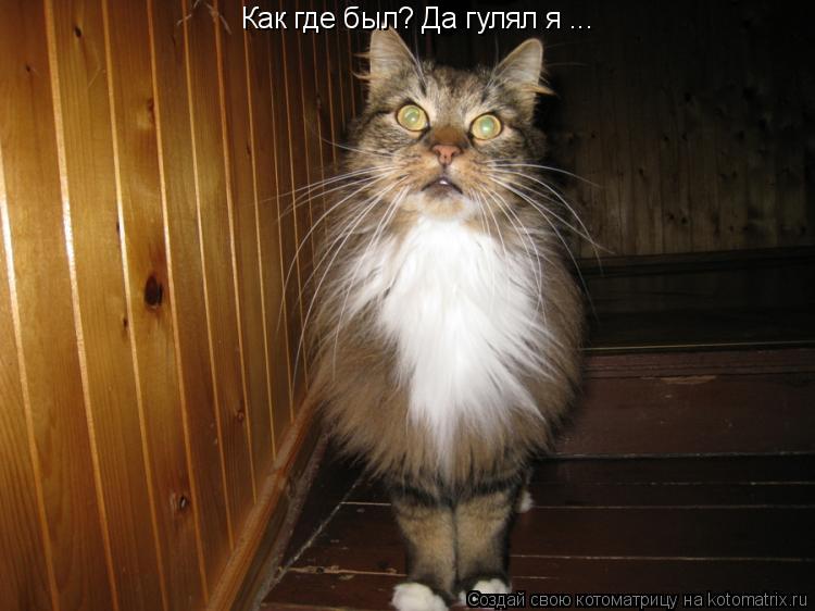 Как где был? Да гулял я ...... Котоматрица: Как где был? Да гулял я ...