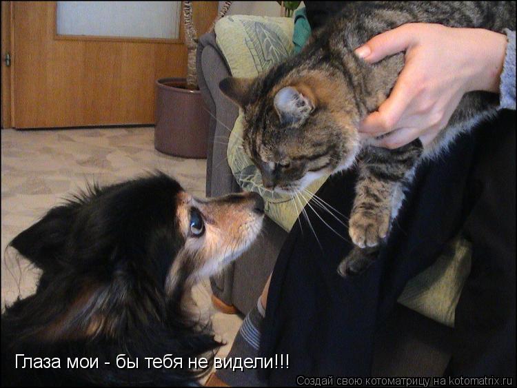 Глаза мои - бы тебя не видели!!!... Котоматрица: Глаза мои - бы тебя не видели!!!