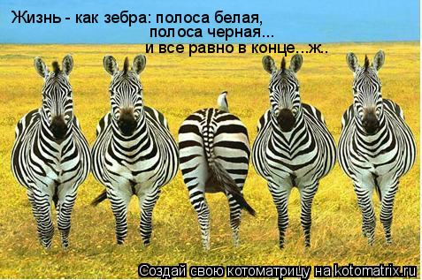 Котоматрица: Жизнь - как зебра: полоса белая,  полоса черная... и все равно в конце...ж..