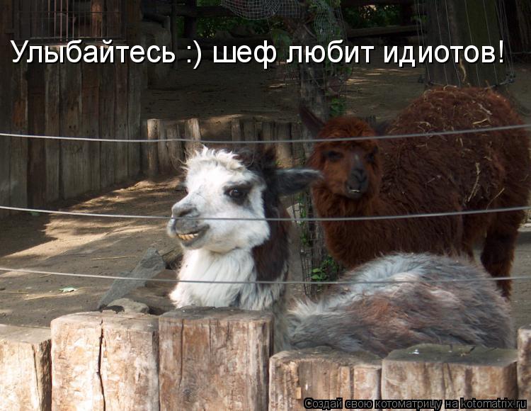 Улыбайтесь :) шеф любит идиотов!... Котоматрица: Улыбайтесь :) шеф любит идиотов!