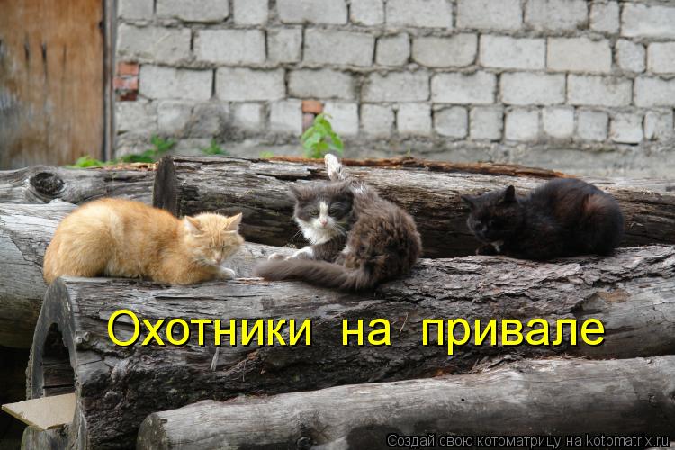 Охотники на привале... Котоматрица: Охотники на привале