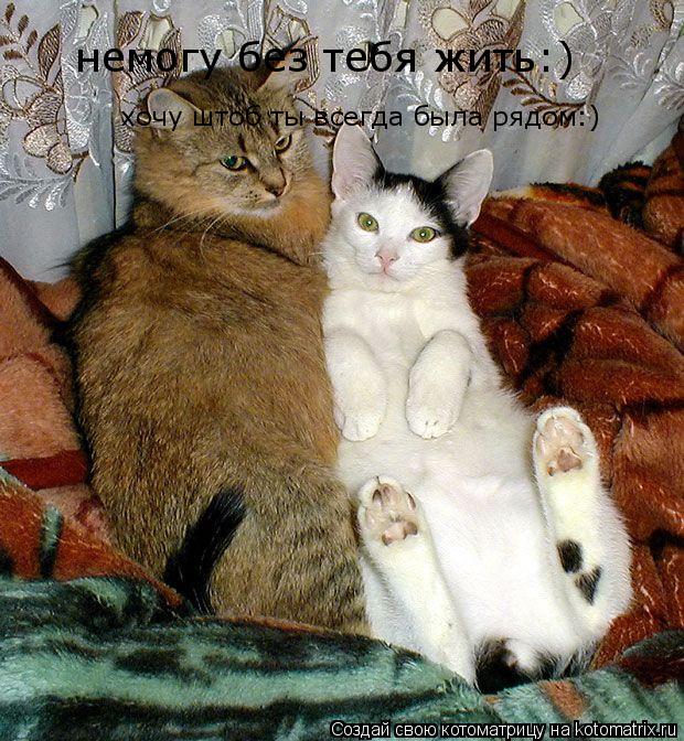 немогу без тебя жить:) хочу штоб ты всегда была рядом:)... Котоматрица: немогу без тебя жить:) хочу штоб ты всегда была рядом:)