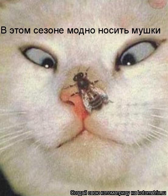В этом сезоне модно носить мушки... Котоматрица: В этом сезоне модно носить мушки
