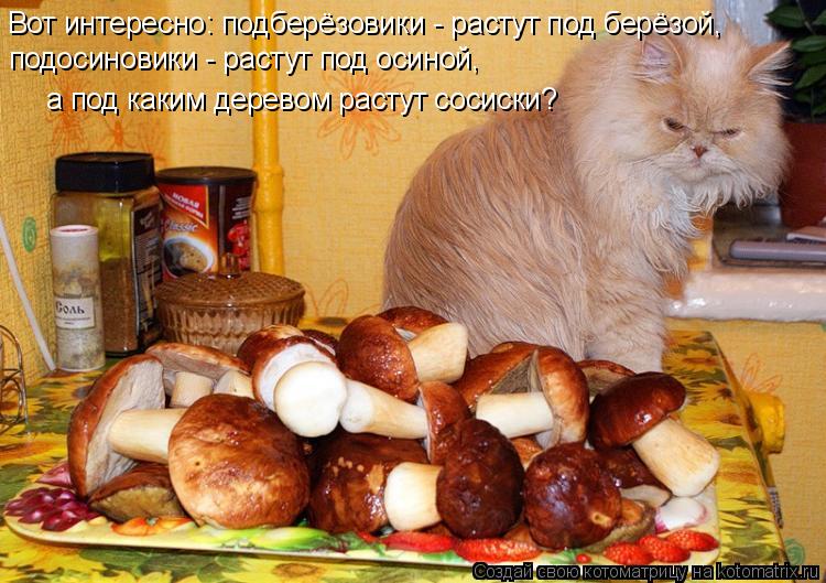 Вот интересно: подберёзовики - растут под берёзой, подосиновики - растут под осиной, а под каким дере... Котоматрица: Вот интересно: подберёзовики - растут под берёзой, подосиновики - растут под осиной, а под каким деревом растут сосиски?