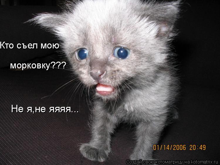 Кто съел мою морковку??? Не я,не яяяя...... Котоматрица: Кто съел мою морковку??? Не я,не яяяя...