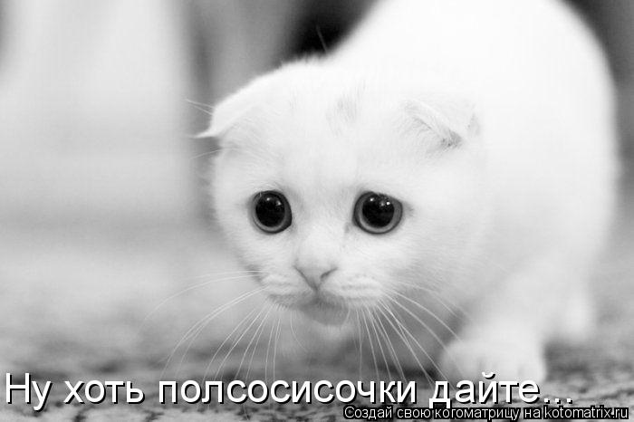 Ну хоть полсосисочки дайте...... Котоматрица: Ну хоть полсосисочки дайте...