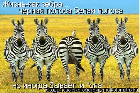Жизнь-как зебра... чёрная полоса белая полоса но иногда бывает и *опа...... Котоматрица: Жизнь-как зебра... чёрная полоса белая полоса но иногда бывает и *опа...