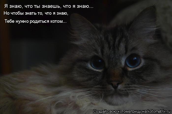 Я знаю, что ты знаешь, что я знаю... Тебе нужно родиться котом... Но чтобы знать то, что я знаю,... Котоматрица: Я знаю, что ты знаешь, что я знаю... Тебе нужно родиться котом... Но чтобы знать то, что я знаю,