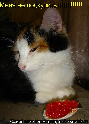 Меня не подкупить!!!!!!!!!!!!!... Котоматрица: Меня не подкупить!!!!!!!!!!!!!