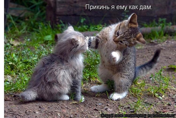 Прикинь я ему как дам.... Котоматрица: Прикинь я ему как дам.