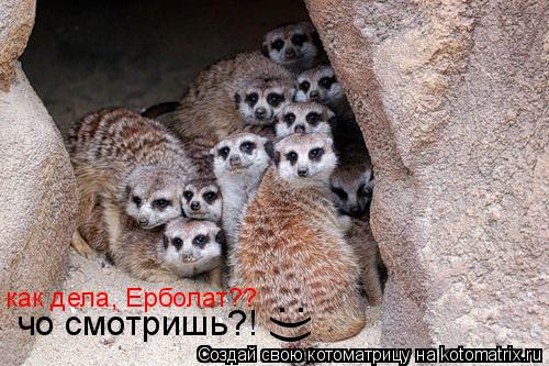 чо смотришь?! :)) как дела, Ерболат??... Котоматрица: чо смотришь?! :)) как дела, Ерболат??