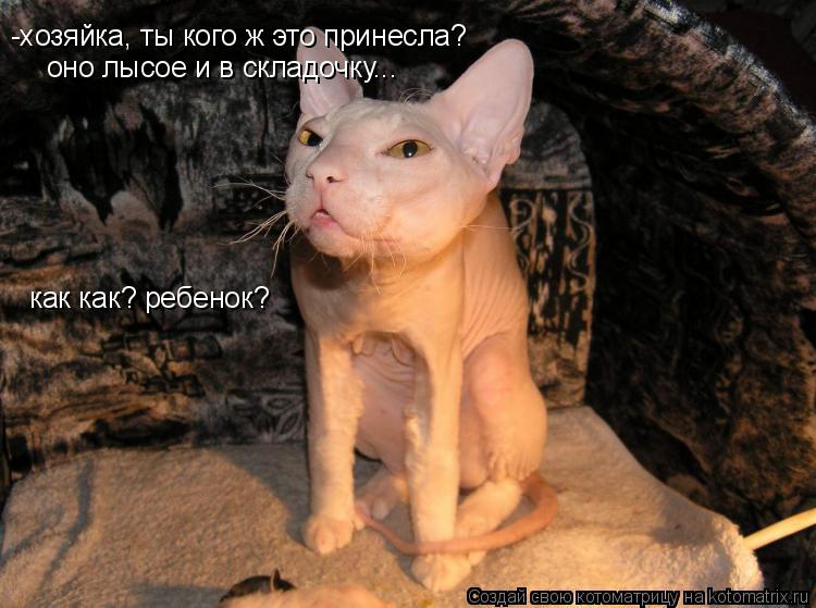 -хозяйка, ты кого ж это принесла? оно лысое и в складочку... как как? ребенок?... Котоматрица: -хозяйка, ты кого ж это принесла? оно лысое и в складочку... как как? ребенок?