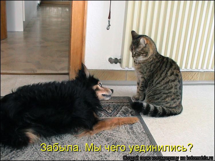 Забыла. Мы чего уединились?... Котоматрица: Забыла. Мы чего уединились?