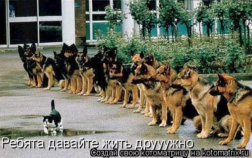 Ребята давайте жить друуужно... Котоматрица: Ребята давайте жить друуужно