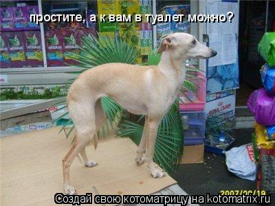 простите, а к вам в туалет можно?... Котоматрица: простите, а к вам в туалет можно?