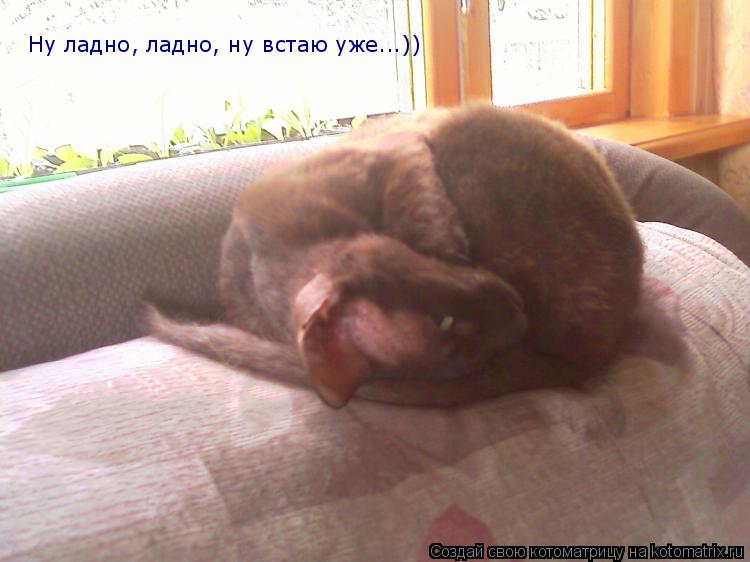 Ну ладно, ладно, ну встаю уже...))... Котоматрица: Ну ладно, ладно, ну встаю уже...))