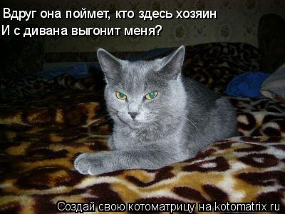 Вдруг она поймет, кто здесь хозяин И с дивана выгонит меня?... Котоматрица: Вдруг она поймет, кто здесь хозяин И с дивана выгонит меня?