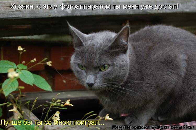 Хозяин, с этим фотоаппаратом ты меня уже достал! Лучше бы ты со мною поиграл...... Котоматрица: Хозяин, с этим фотоаппаратом ты меня уже достал! Лучше бы ты со мною поиграл...