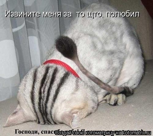 Извините меня за то щто, полюбил... Котоматрица: Извините меня за то щто, полюбил
