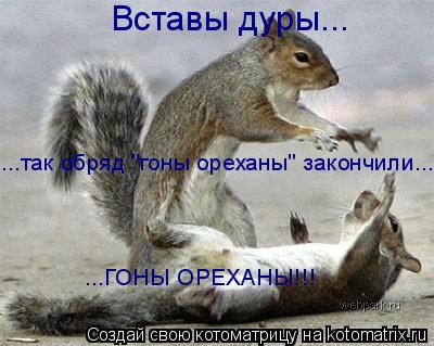 Вставы дуры... ...так обряд "гоны ореханы" закончили... ...ГОНЫ ОРЕХАНЫ!!!... Котоматрица: Вставы дуры... ...так обряд "гоны ореханы" закончили... ...ГОНЫ ОРЕХАНЫ!!!