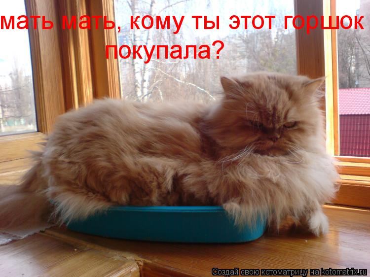 мать мать, кому ты этот горшок покупала?... Котоматрица: мать мать, кому ты этот горшок покупала?