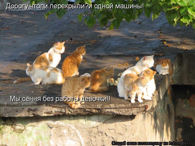 Дорогу чтоли перекрыли?и одной машины! Мы сёння без работы,девочки!!... Котоматрица: Дорогу чтоли перекрыли?и одной машины! Мы сёння без работы,девочки!!