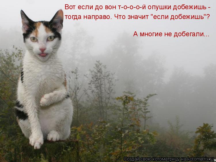 Котоматрица: Вот если до вон т-о-о-о-й опушки добежишь -  тогда направо. Что значит "если добежишь"? А многие не добегали...