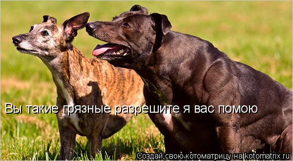 Вы такие грязные разрешите я вас помою... Котоматрица: Вы такие грязные разрешите я вас помою