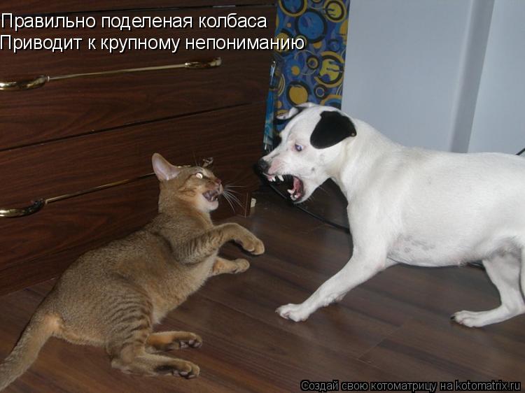 Правильно поделеная колбаса Приводит к крупному непониманию... Котоматрица: Правильно поделеная колбаса Приводит к крупному непониманию
