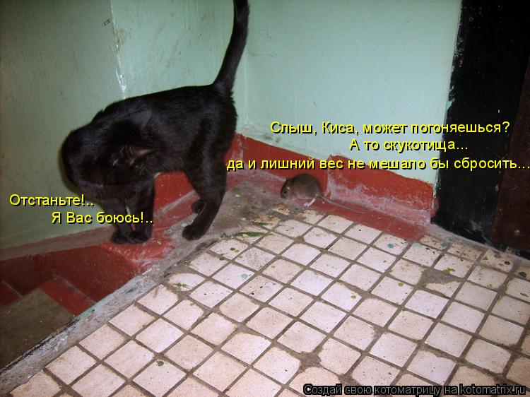 Слыш, Киса, может погоняешься? А то скукотища... да и лишний вес не мешало бы сбросить... Отстаньте!.... Котоматрица: Слыш, Киса, может погоняешься? А то скукотища... да и лишний вес не мешало бы сбросить... Отстаньте!.. Я Вас боюсь!..