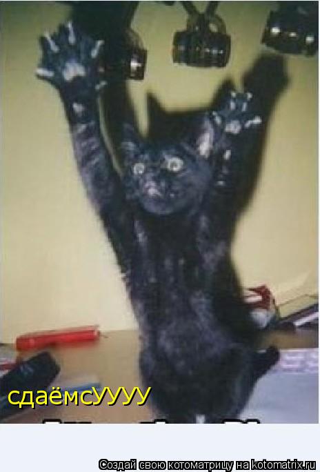 сдаёмсУУУУ... Котоматрица: сдаёмсУУУУ