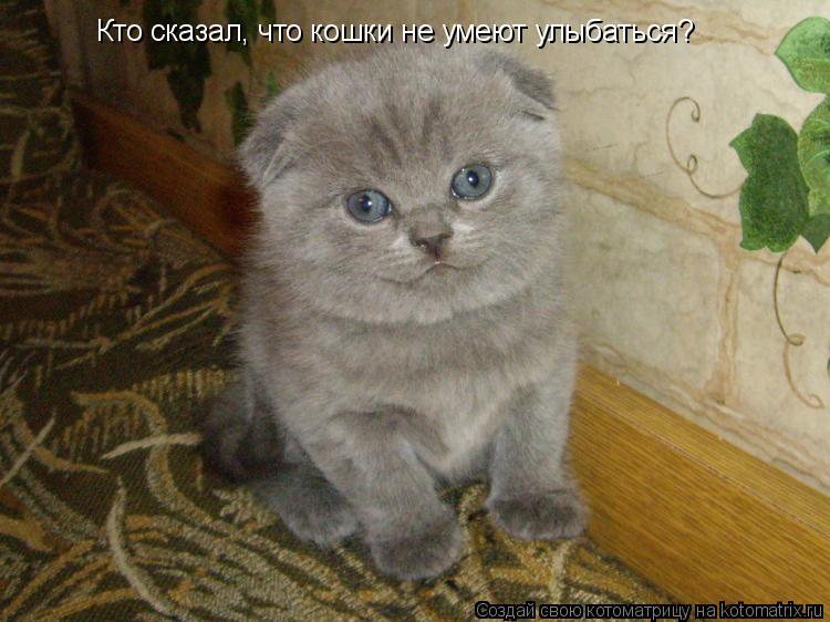 Кто сказал, что кошки не умеют улыбаться?... Котоматрица: Кто сказал, что кошки не умеют улыбаться?