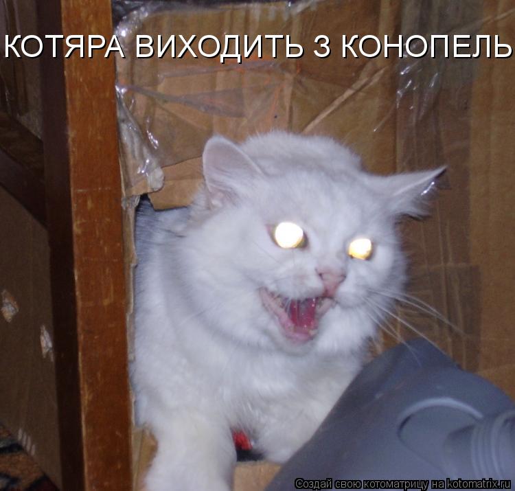 КОТЯРА ВИХОДИТЬ З КОНОПЕЛЬ... Котоматрица: КОТЯРА ВИХОДИТЬ З КОНОПЕЛЬ