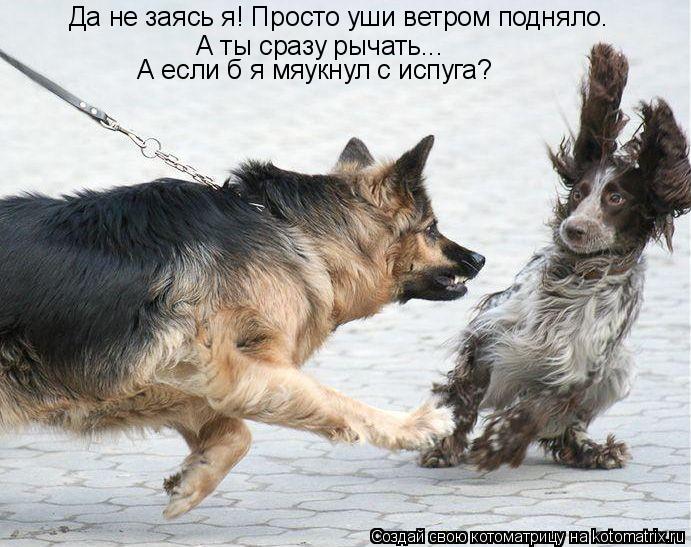 Да не заясь я! Просто уши ветром подняло. А ты сразу рычать... А если б я мяукнул с испуга?... Котоматрица: Да не заясь я! Просто уши ветром подняло. А ты сразу рычать... А если б я мяукнул с испуга?