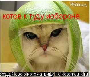 котов к туду иобороне... Котоматрица: котов к туду иобороне