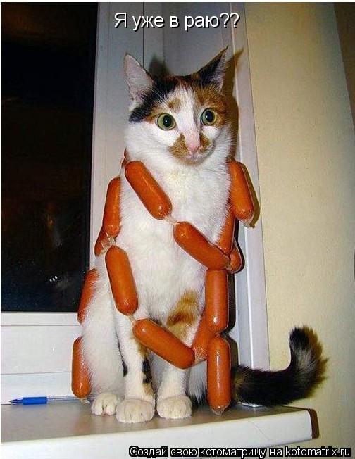 Я уже в раю??... Котоматрица: Я уже в раю??