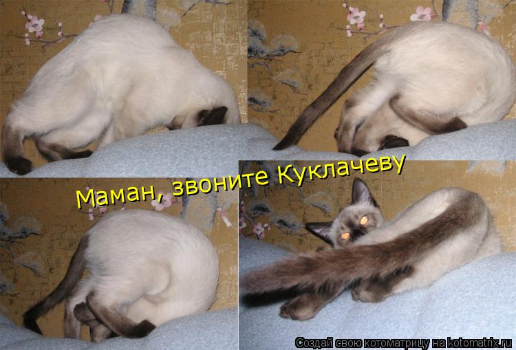 Маман, звоните Куклачеву... Котоматрица: Маман, звоните Куклачеву