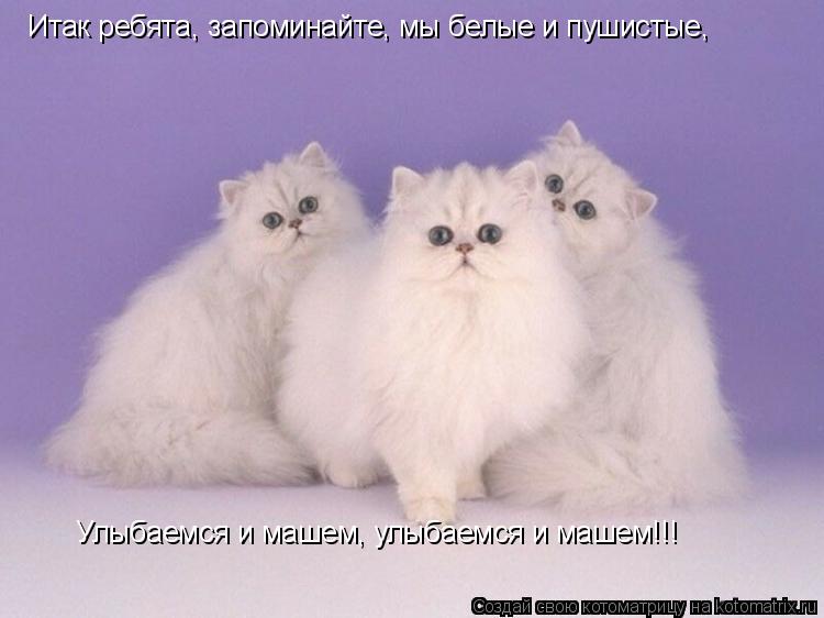 Итак ребята, запоминайте, мы белые и пушистые, Улыбаемся и машем, улыбаемся и машем!!!... Котоматрица: Итак ребята, запоминайте, мы белые и пушистые, Улыбаемся и машем, улыбаемся и машем!!!