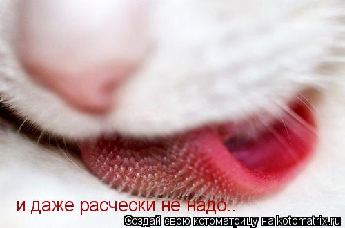 и даже расчески не надо..... Котоматрица: и даже расчески не надо..