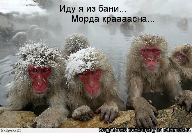 Котоматрица: Иду я из бани... Морда краааасна...