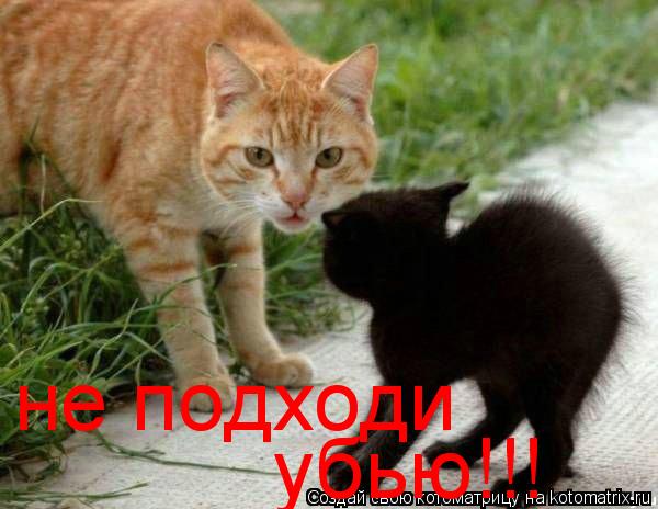 не подходи убью!!!... Котоматрица: не подходи убью!!!