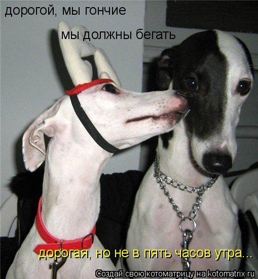 дорогой, мы гончие мы должны бегать дорогая, но не в пять часов утра...... Котоматрица: дорогой, мы гончие мы должны бегать дорогая, но не в пять часов утра...