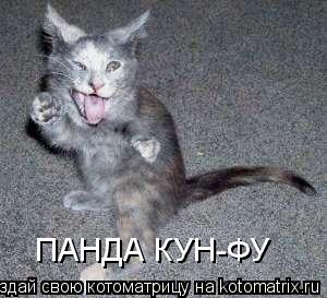 ПАНДА КУН-ФУ... Котоматрица: ПАНДА КУН-ФУ