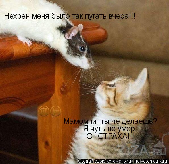 Мамомчи, ты чё делаешь? Я чуть не умер... Нехрен меня было так пугать вчера!!! От СТРАХА!!!... Котоматрица: Мамомчи, ты чё делаешь? Я чуть не умер... Нехрен меня было так пугать вчера!!! От СТРАХА!!!
