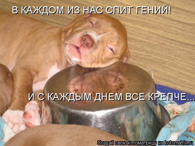 В КАЖДОМ ИЗ НАС СПИТ ГЕНИЙ! И С КАЖДЫМ ДНЕМ ВСЕ КРЕПЧЕ...... Котоматрица: В КАЖДОМ ИЗ НАС СПИТ ГЕНИЙ! И С КАЖДЫМ ДНЕМ ВСЕ КРЕПЧЕ...